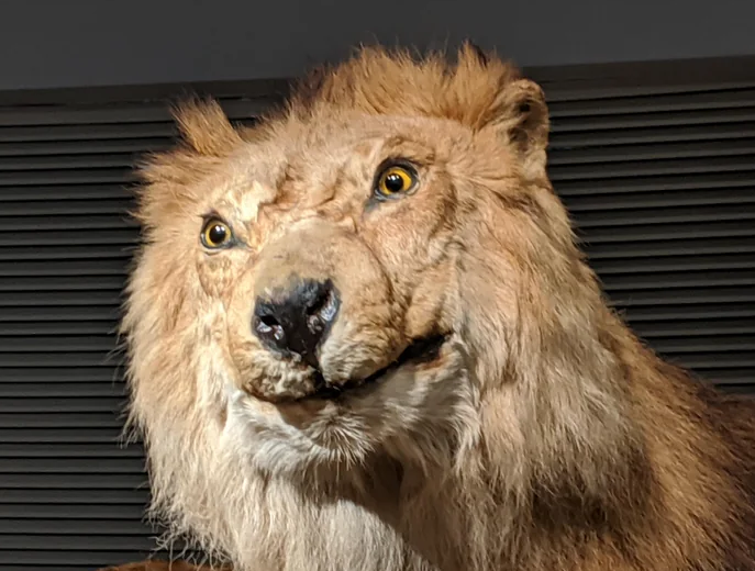 Lion kid-friendly?